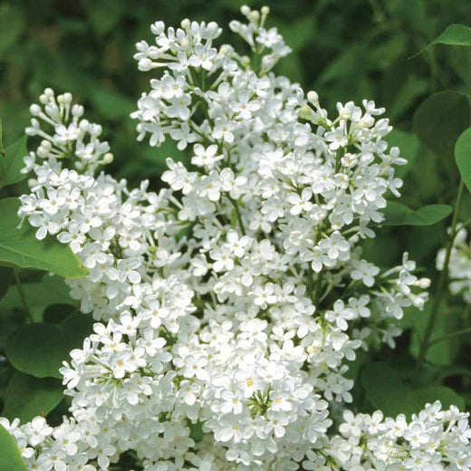 Lilac - Betsy Ross White Fragrant