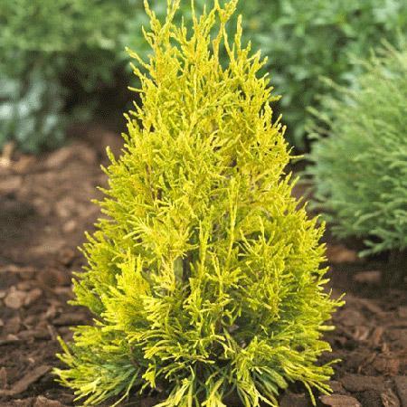 Arborvitae - Golden Spire