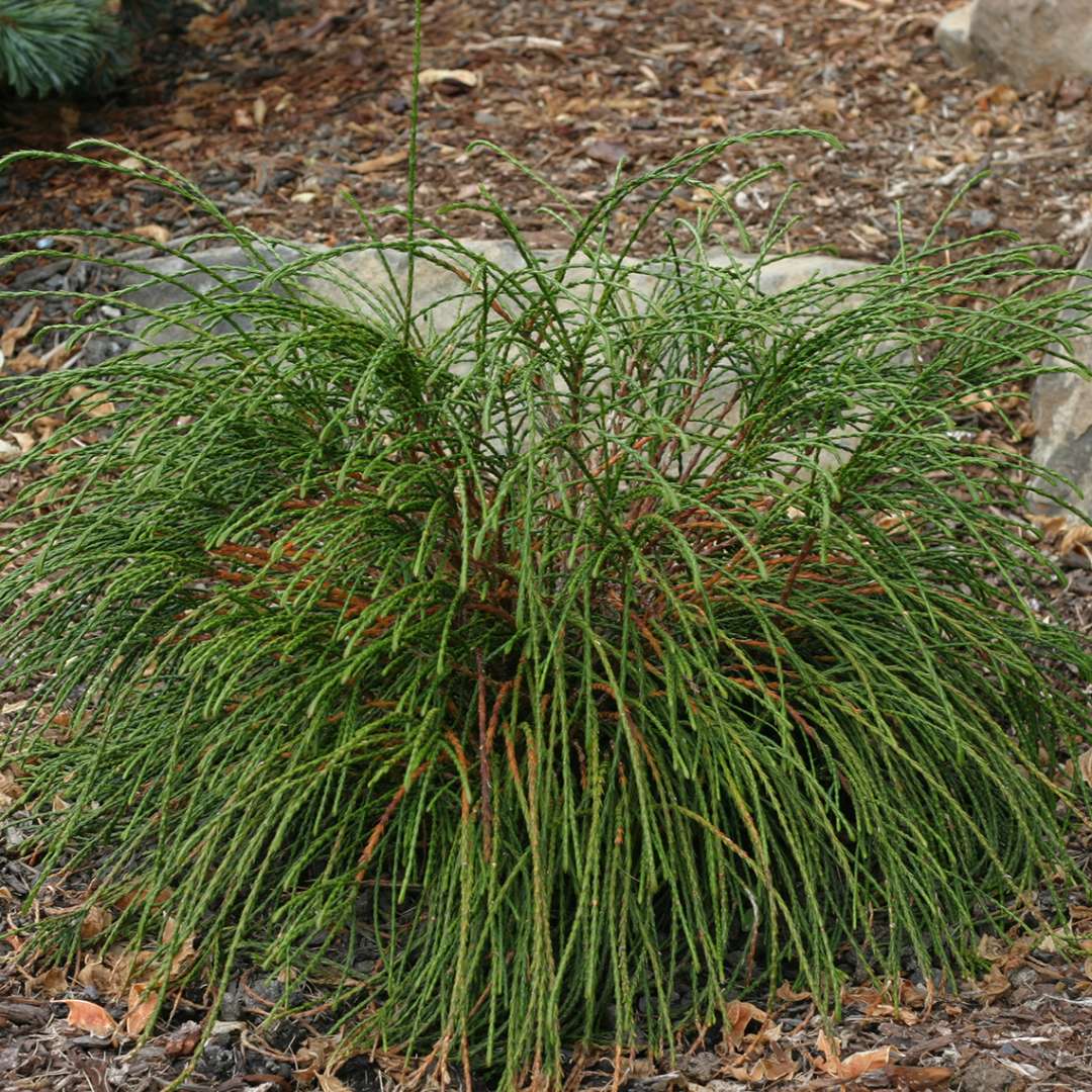 Arborvitae - Whipcord