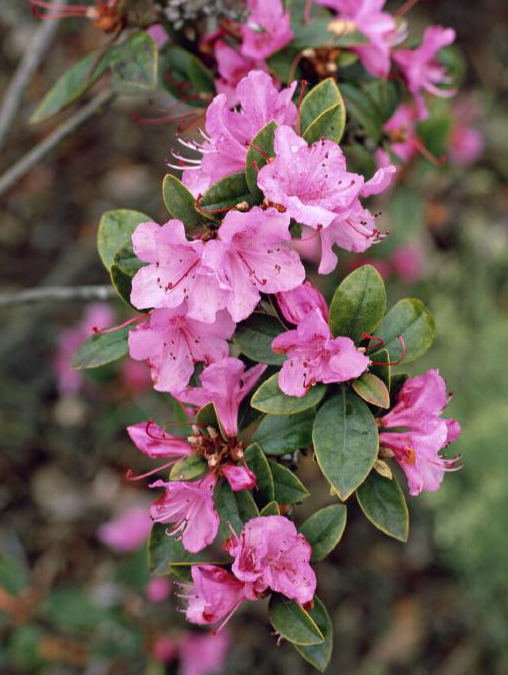 Azalea - Tradition