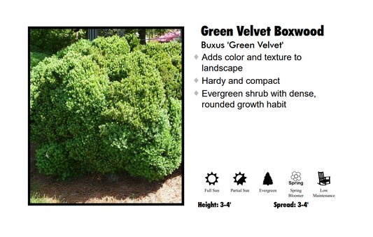 Boxwood - Green Velvet