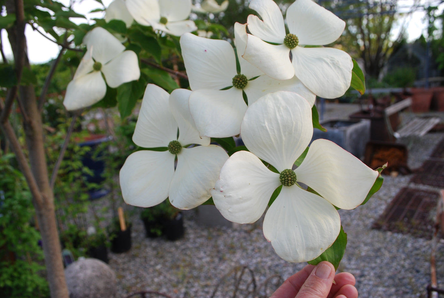 Dogwood - Venus Korean