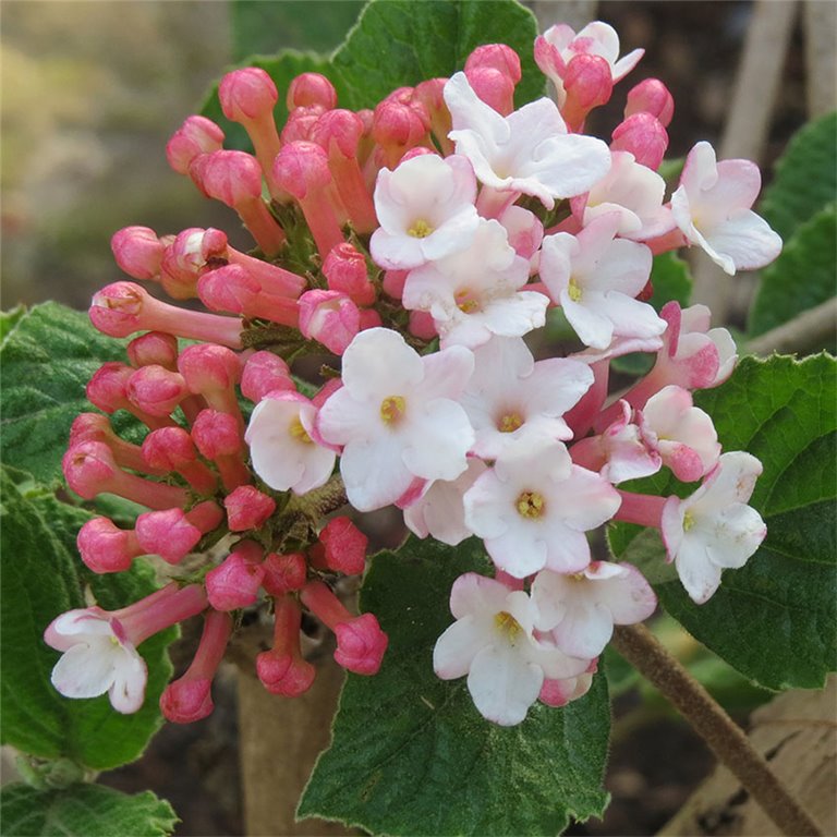 Viburnum - Sugar and Spice