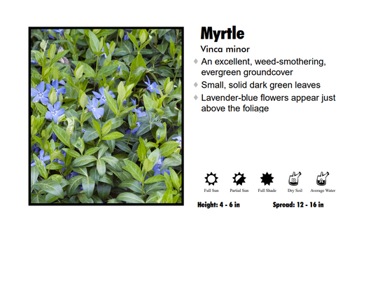 3FOR 27.00 6-PACK MYRTLE (VINCA MINOR)
