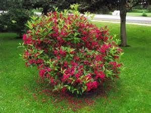 Weigela - Sonic Bloom Red