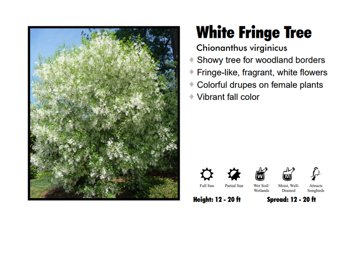 Fringe Tree - White
