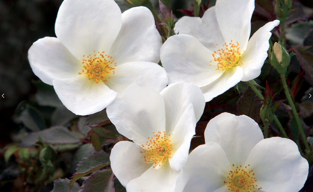 Rose - The White Knockout