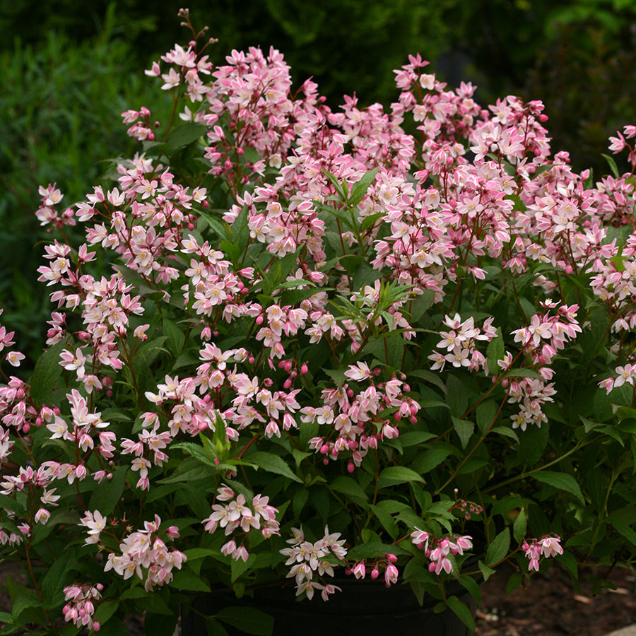 Deutzia - Yuki Cherry Blossom