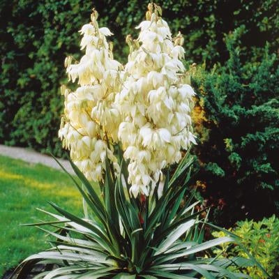 Yucca - Adam's Needle