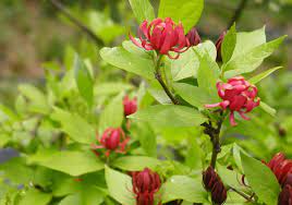 Sweet Shrub/Allspice