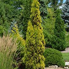 Arborvitae - Amber Gold