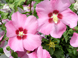 Rose of Sharon - Aphrodite Althea