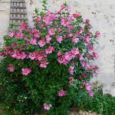 Rose of Sharon - Aphrodite Althea