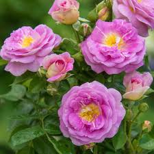 Rose - Artic Blue Floribunda Lilac Pink Lavender