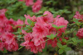 Azalea - Dwarf Pink Hino