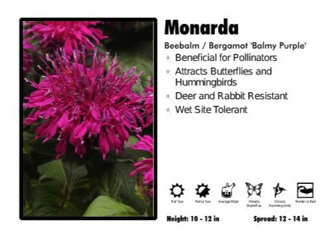 Monarda 'Balmy Purple' Beebalm