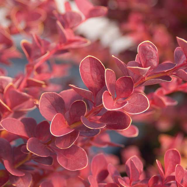 Barberry - Toscano