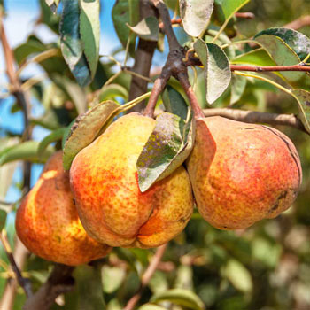 Pear - Bartlett Semi Dwarf