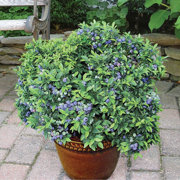 Blueberry - Top Hat Dwarf