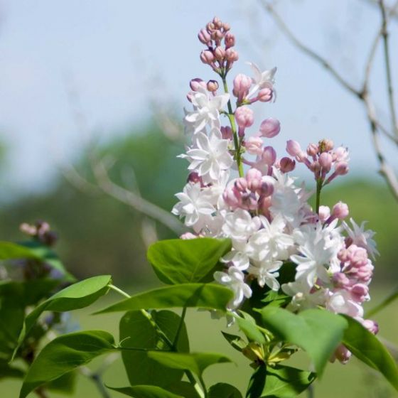 Lilac - Moscow Beauty Pink