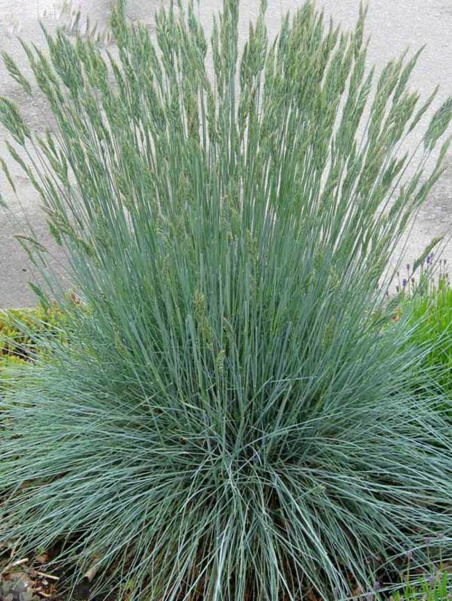 Fescue - Beyond Blue