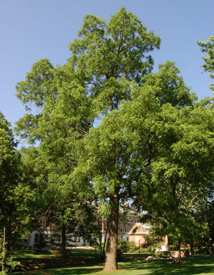 Walnut Black