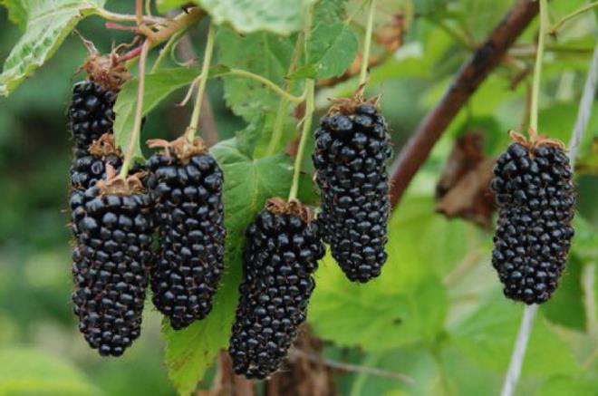 Blackberry - Columbia Giant