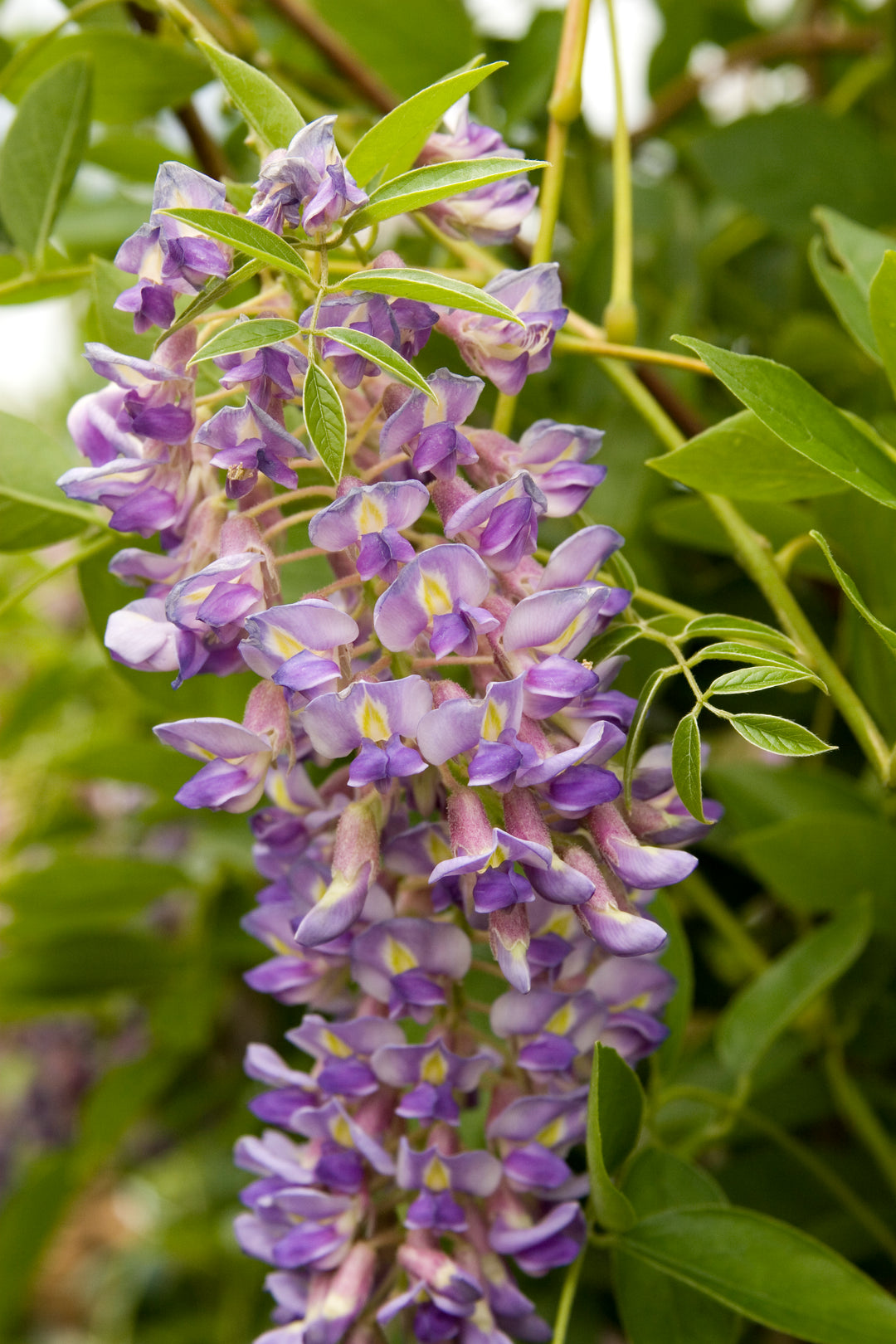 Wisteria - Blue Moon