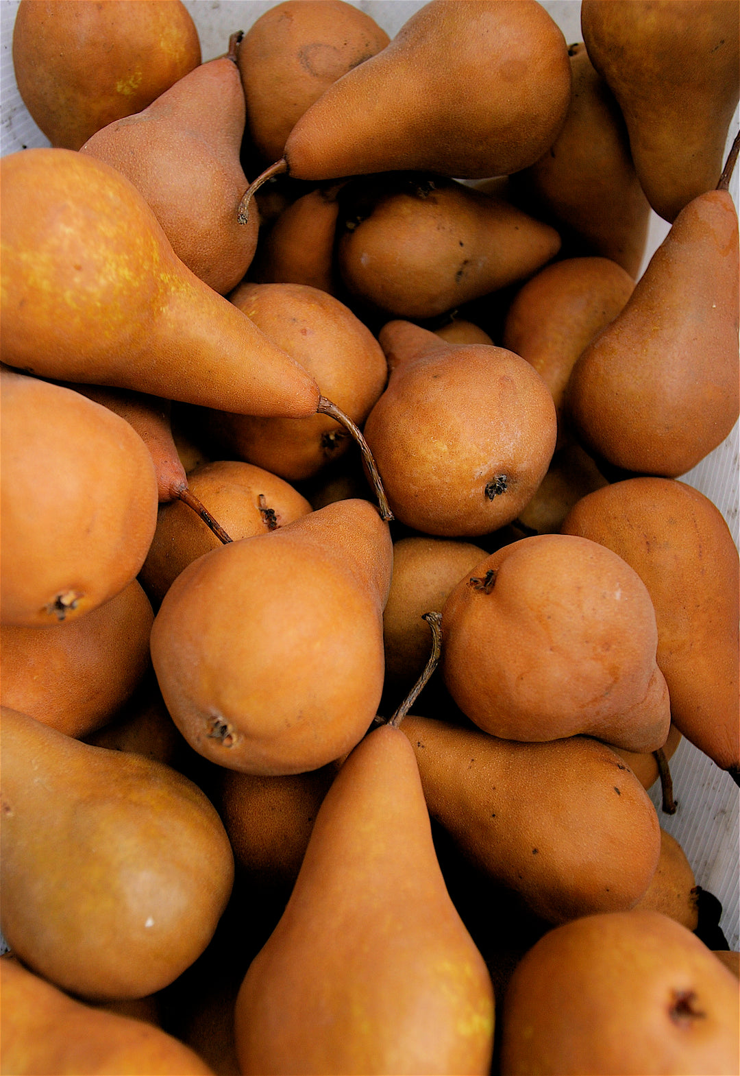 Pear - Bosc