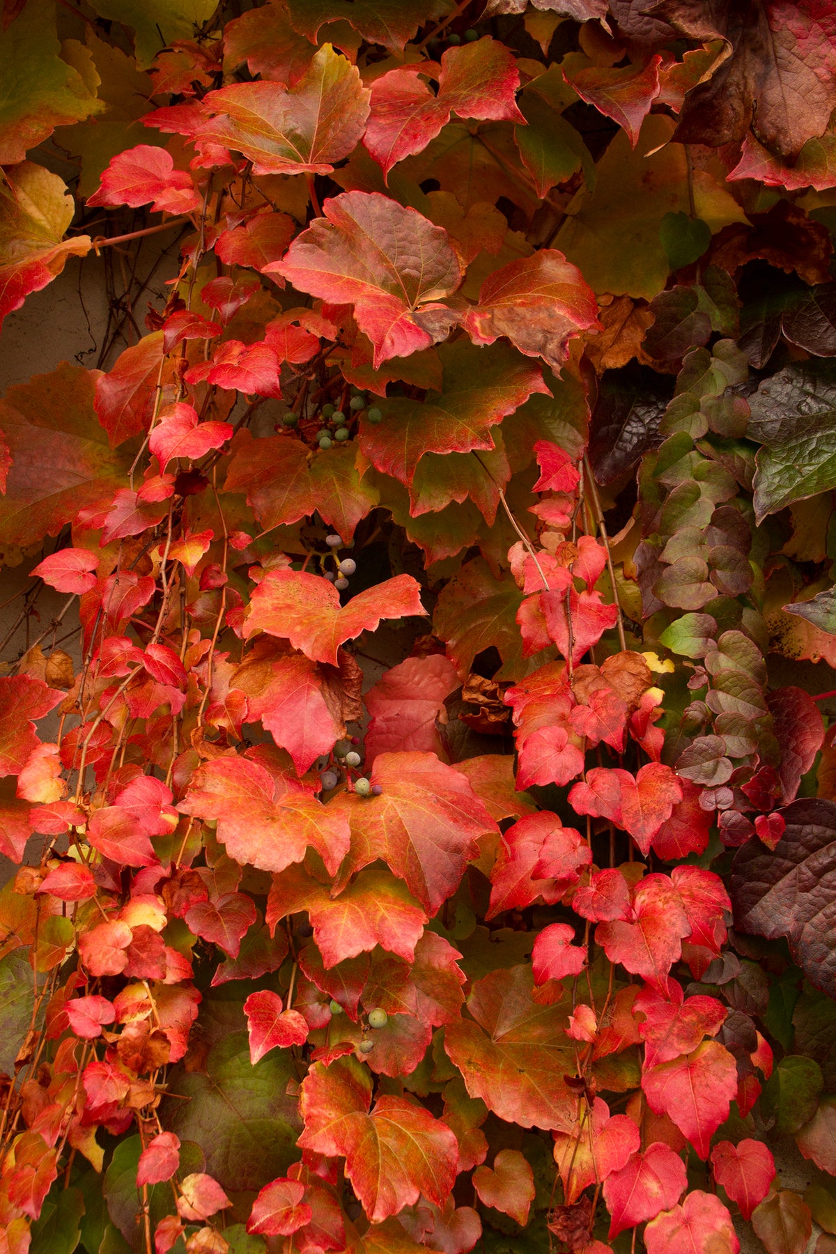 Boston Ivy