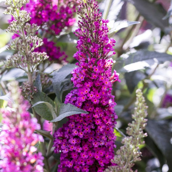 Butterfly Bush - Buzz Hot Raspberry