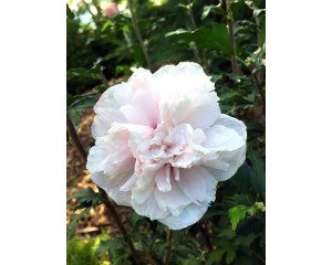 Rose of Sharon - French Cabaret