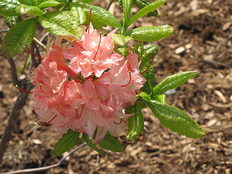 Azalea - Cannon's Dbl Exbury