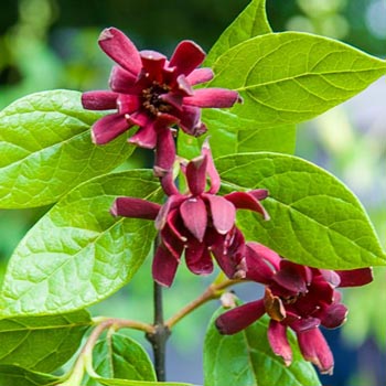 Sweet Shrub/Carolina Allspice