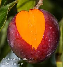 Plum - Casselman