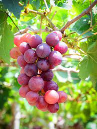 Grape - Catawba Red