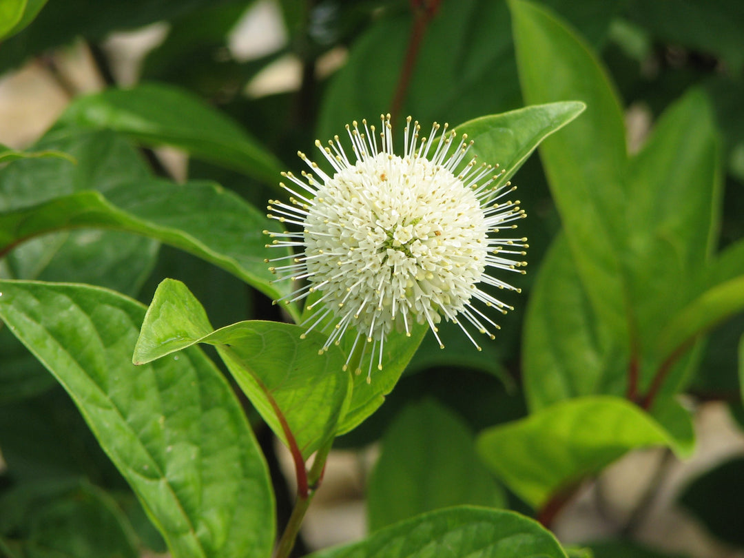 Button Bush - Fiber Optics