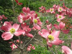 Dogwood - Cherokee Brave Red