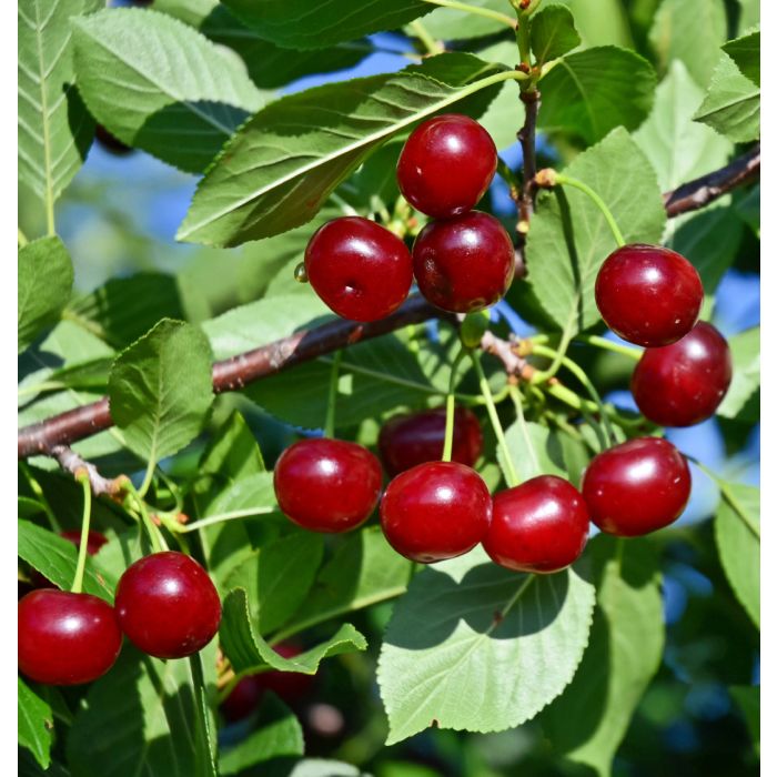 Cherry - Carmine Jewel