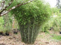 Bamboo-Clumping #1. Fargesia scabrida