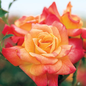 Rose - Joseph’s Coat Climber Red Pink Yellow