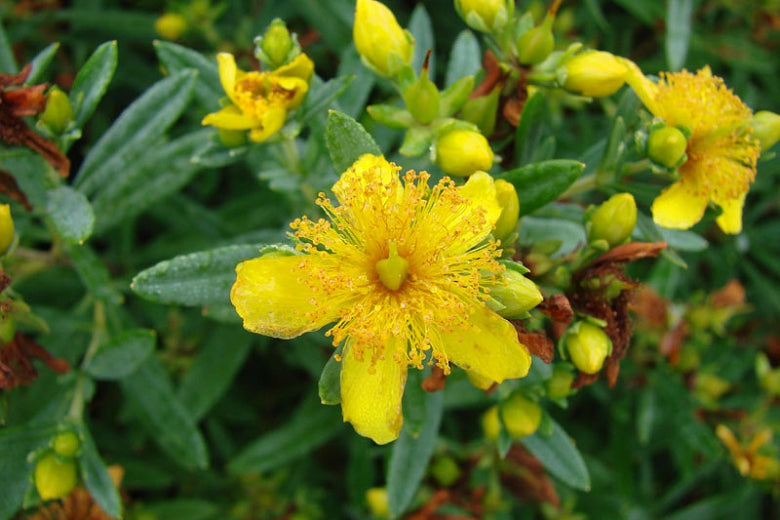 Hypericum - Cobalt and Gold St. John's Wort