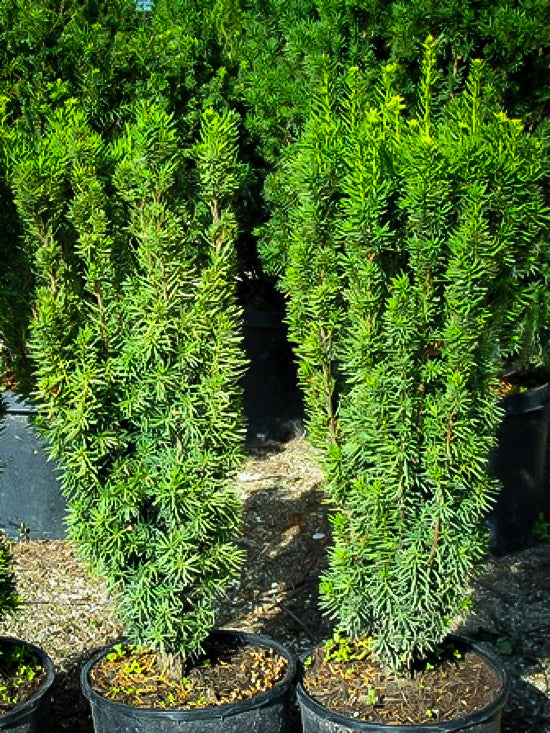 Taxus Hicksi Columnar