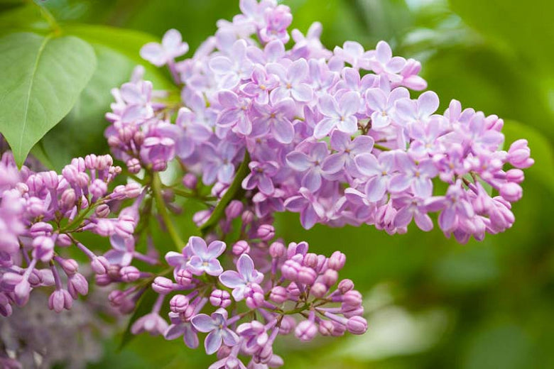 Lilac - Common Purple