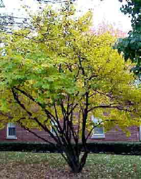 Witch Hazel