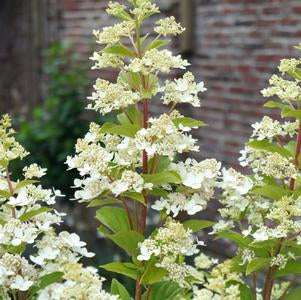 Hydrangea - Confetti