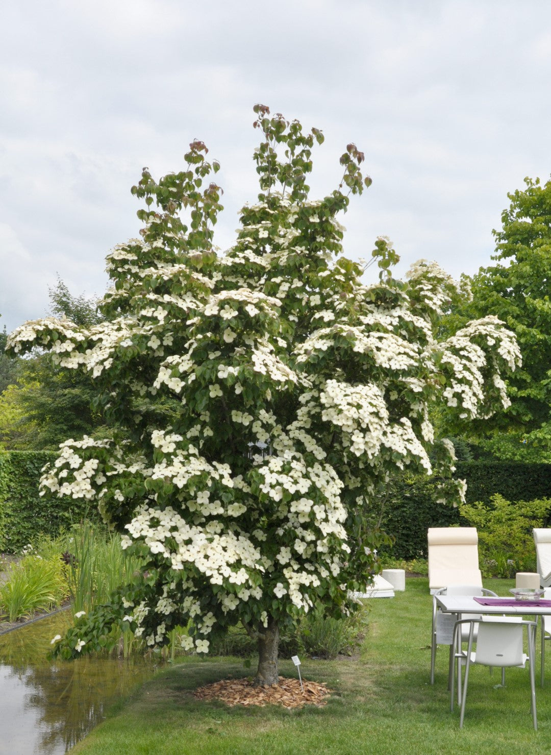 Dogwood - Starlight Korean