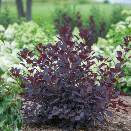 Smoketree - Winecraft Black