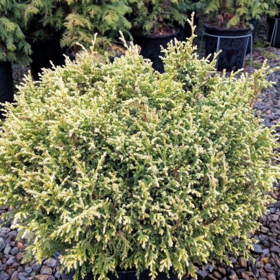 Cypress - Cream Ball False