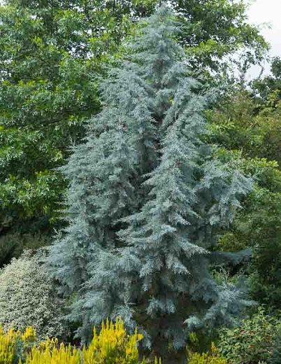 Cypress - Blue Ice